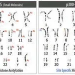 Merck Sigma CRISPR dCas9-p300 Activator Expression Plasmid