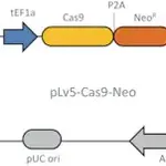 Merck Cas9 Neomycin Lenti Particles