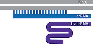 Merck SygRNA Cas9 Synthetic Modified tracrRNA