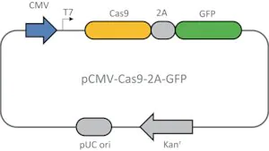 Merck CMV-CAS9-2A-GFP Plasmid