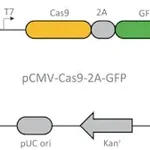 Merck CMV-CAS9-2A-GFP Plasmid
