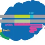 Merck dCas9-3XFLAG-Biotin Protein