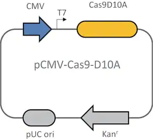 Merck CRISPR Cas9-D10A Nickase Plasmid