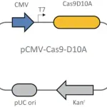 Merck CRISPR Cas9-D10A Nickase Plasmid