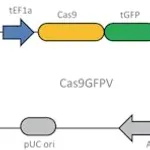 Merck Cas9-GFP Lenti Plasmid