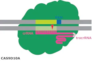 Merck Cas9-D10A Nickase Protein