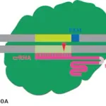 Merck Cas9-D10A Nickase Protein