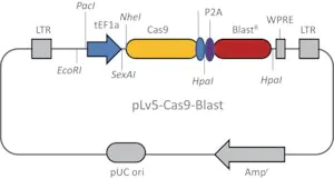 Merck CAS9 Blasticidin Lenti Plasmid