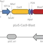Merck CAS9 Blasticidin Lenti Plasmid