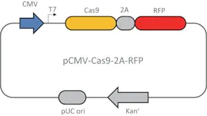 Merck CMV-CAS9-2A-RFP Plasmid