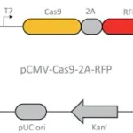 Merck CMV-CAS9-2A-RFP Plasmid