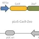 Merck Cas9 Zeo Lenti Plasmid