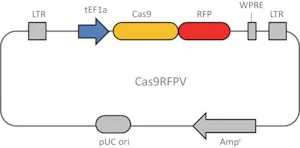 Merck Cas9 RFP Lentiviral Particles