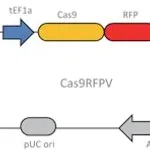 Merck Cas9 RFP Lentiviral Particles