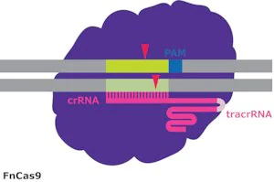 Merck FnCas9 Protein