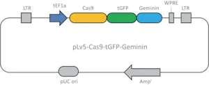 Merck Cas9 Geminin plasmid