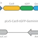 Merck Cas9 Geminin plasmid