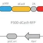 Merck CRISPR dCas9-p300 RFP Activator Expression Plasmid