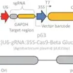 Merck CRISPR GUS GAPDH Reporter Control for Dicots