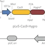 Merck Cas9 Hygromycin Lenti Plasmid