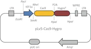 Merck Cas9 Hygromycin Lenti Plasmid