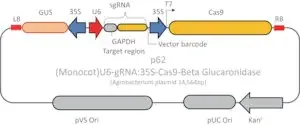 Merck CRISPR GUS GAPDH Reporter Control for Monocots
