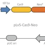 Merck Cas9 Neomycin Lenti Plasmid