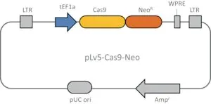 Merck Cas9 Neomycin Lenti Plasmid