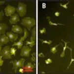 Merck Lipopolysaccharides from Escherichia coli O111:B4