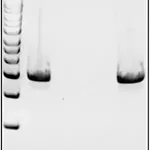 Merck Mutanolysin from Streptomyces globisporus ATCC 21553
