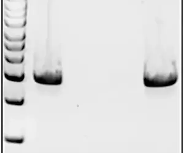 Merck Mutanolysin from Streptomyces globisporus ATCC 21553