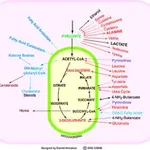 Merck TCA Cycle Metabolite Library