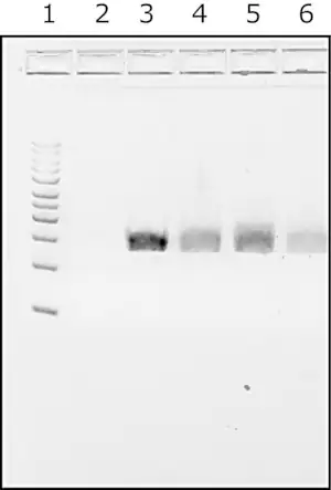 Merck Water,microbial DNA free