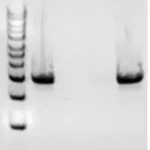 Merck Chitinase from Streptomyces griseus