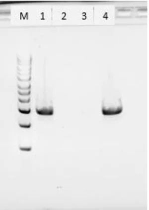 Merck Proteinase K from Tritirachium album