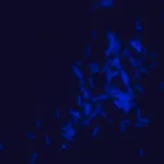 Merck Dansyl labeled polymyxin B Ready Made Solution