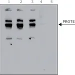 Merck Anti- Protease-7 antibody produced in rabbit