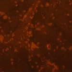 Merck Anti- Proteus mirabilis antibody produced in rabbit