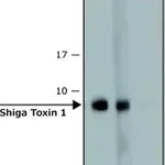 Merck Anti-Shiga Toxin 1, B Subunit (STxB) antibody, Mouse monoclonal