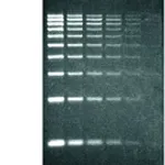 Merck SYBR Green I nucleic acid gel stain