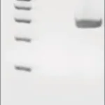 Merck Microbial DNA standard from Porphyromonas gingivalis