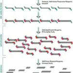 Merck SeqPlex DNA Amplification Kit
