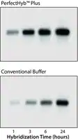 Merck PerfectHyb Plus Hybridization Buffer