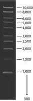 Merck 1 kb DNA Ladder