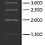Merck 1 kb DNA Ladder