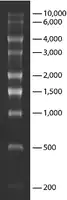 Merck Transcript RNA Markers 0.2-10 kb