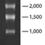 Merck Transcript RNA Markers 0.2-10 kb