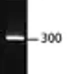 Merck DirectLoad PCR 100 bp Low Ladder