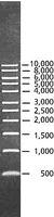 Merck DirectLoad 1 kb DNA Ladder