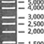 Merck DirectLoad 1 kb DNA Ladder
